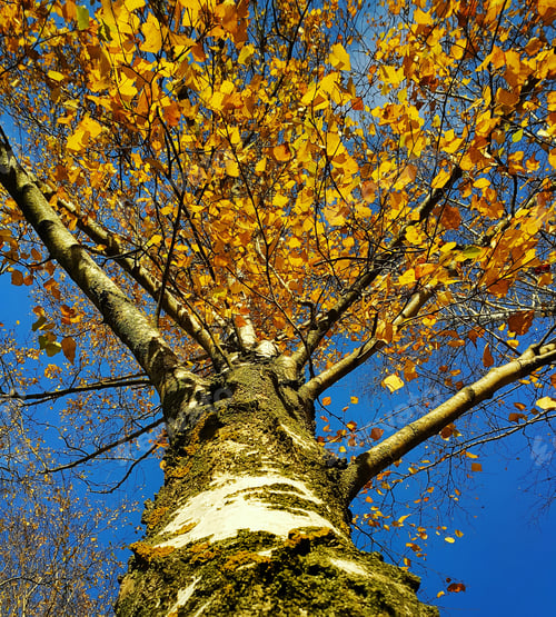Preview: Trunk and branches with yellow leaves of autumn birch tree against the blue sky