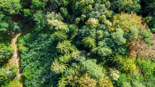 Preview: Aerial view of colorful autumn in sunny day