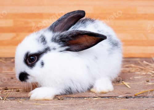 Preview: Black and white color bunny rabbit stay on wood table with wooden pattern background.