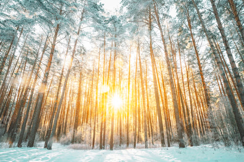 Preview: Beautiful Sunset Sunrise Sun Sunshine In Sunny Winter Snowy Coniferous Forest