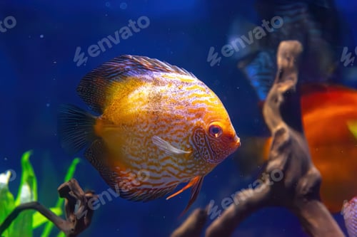 Preview: Yellow Tropical Fish Symphysodon Discus In The Aquarium, Oceanarium Pool