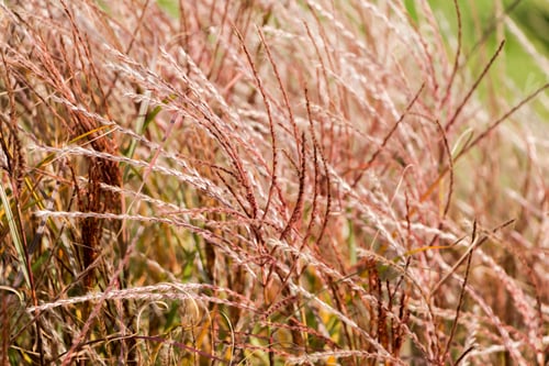 Preview: Natural autumn background. Abstract background of dried ornamental herbs