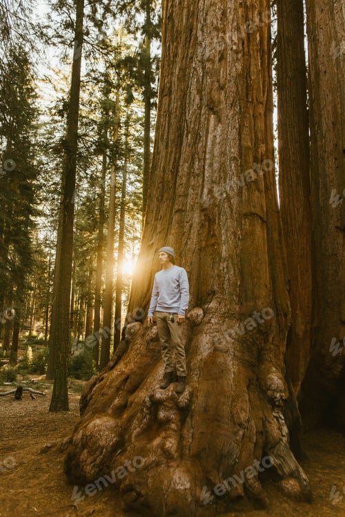 Preview: Man standing on sequoia tree, Sequoia National Park, California, USA