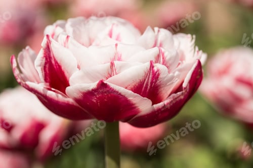 Preview: A Beautiful Red And White Tulip In Holland Michigan In Springtime