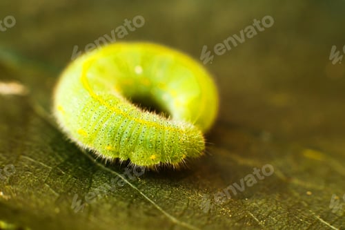Preview: green caterpillar on leaf