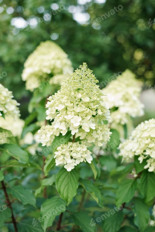 Preview: White Inflorescences of Paniculate Hydrangea Polar Bear in the Garden