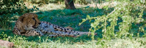 Preview: Leopard during sunset in The Klaserie Private Nature Reserve Kruger national park in Sout Africa