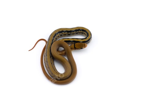 Preview: Copper-headed Trinket snake isolated on white background