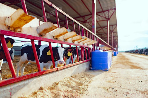 Preview: Large cowshed with milky cows on the farm