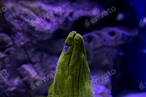 Preview: Close-up of a scary fish in the aquarium.