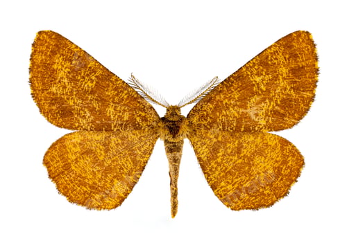Preview: Cranberry spanworm moth
