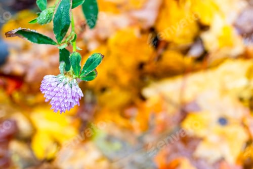 Preview: natural clover flower and fallen leaves in rain