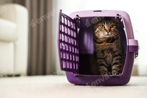 Preview: Cute tabby cat in pet carrier at home