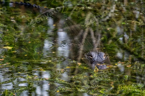Preview: Alligator laying in water. Taken in Everglades National Park