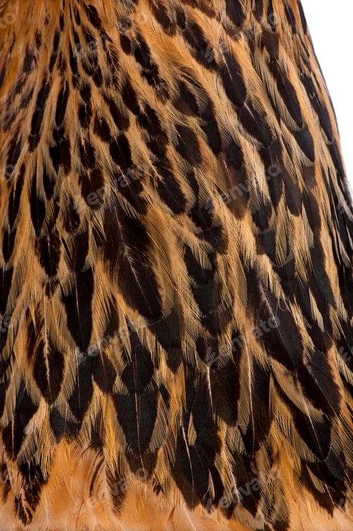Preview: Close-up of Brown Brahma Hen feathers