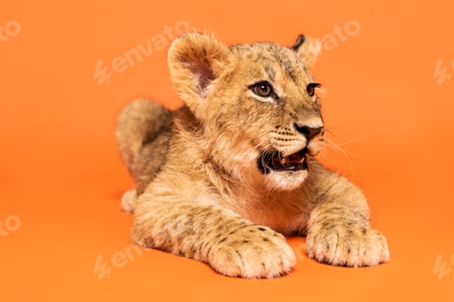Preview: cute lion cub lying on orange background