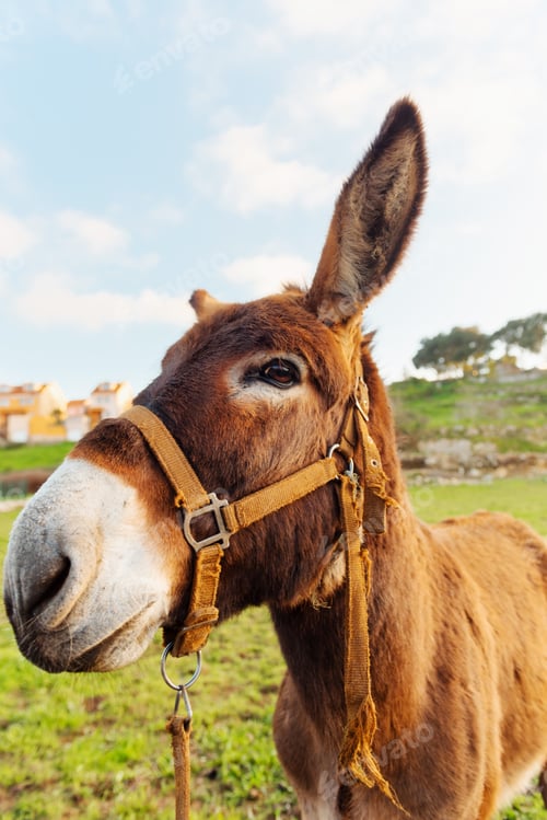 Preview: nice brown donkey