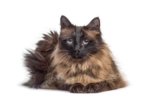 Preview: Lying down Crossbreed cat