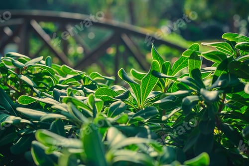 Preview: Leaves in the rays of the sun, close-up selective focus
