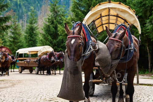 Preview: Horses in harness eating forage