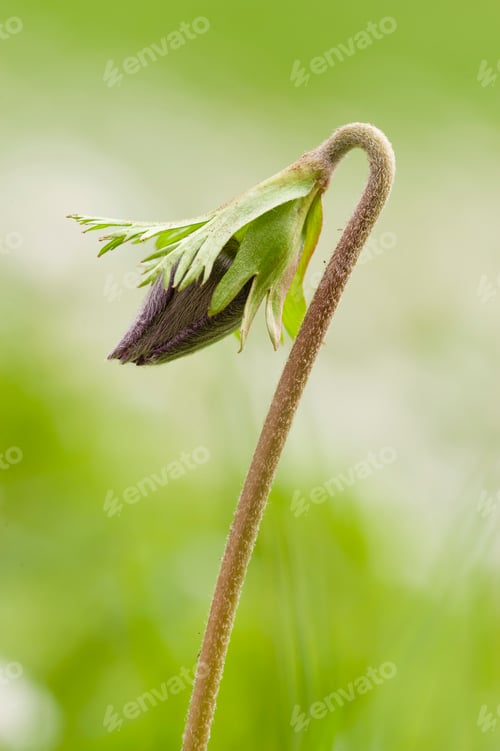 Preview: Anemone flower bud