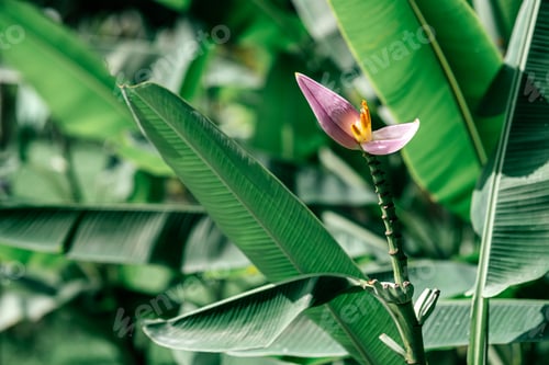 Preview: Wonderful world. Banana tree with a blossom. Copy space on the left side