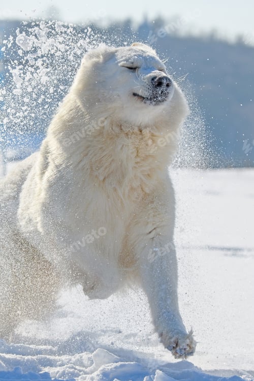 Preview: White Swiss Shepherd dog running on snow