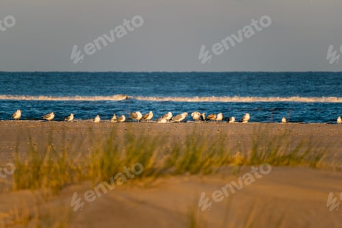 Preview: Beautiful shot of seagulls walking on a sandy seashore in Norderney