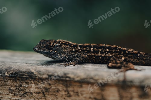 Preview: Close-up image of a brown lizard resting on a wooden surface against a lush green background