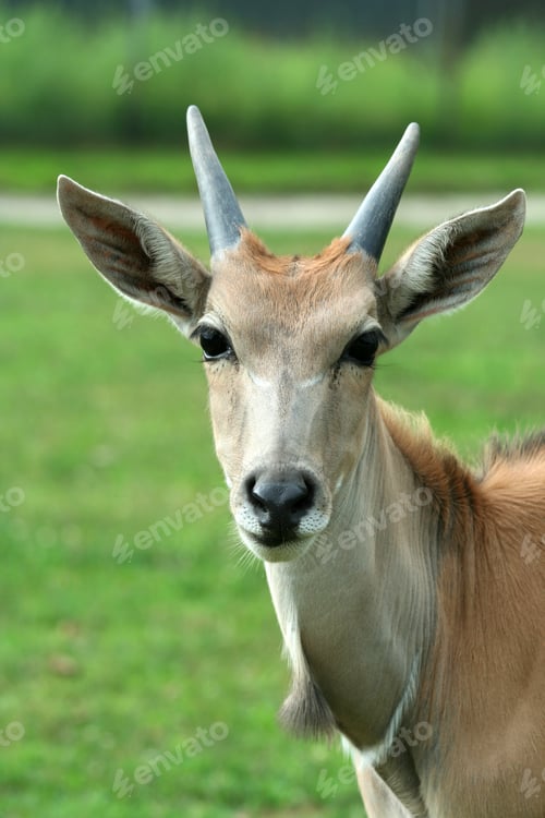 Preview: Close up of a curious Eland