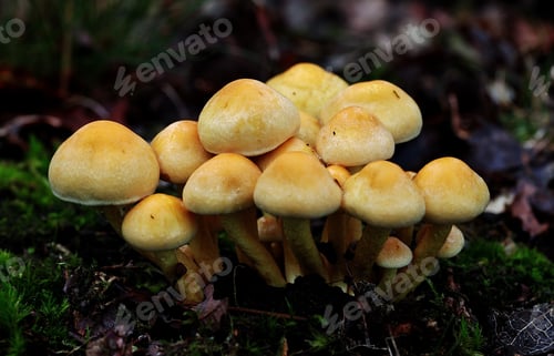 Preview: Closeup shot of a cluster of sheathed woodtuft mushrooms