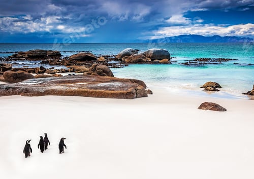 Preview: Wild South African penguins