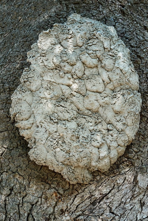 Preview: Abstract Rough Wood Bark Texture With Large Spot