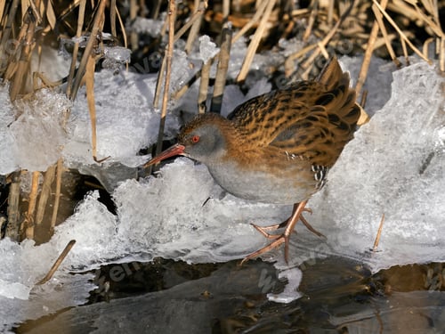 Preview: Water rail (Rallus aquaticus)