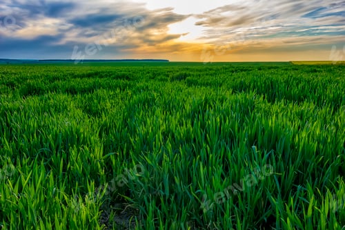Preview: green wheat
