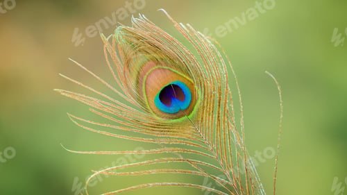 Preview: beautiful Peacock feather isolated close-up photograph.