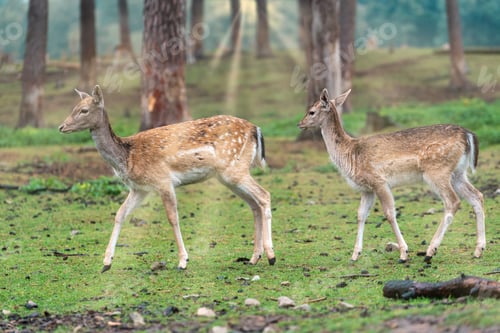 Preview: Two dappled deer walking in the forest