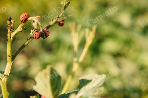 Preview: Colorado beetle eats potato leaves, close-up. Concept of invasion of beetles.