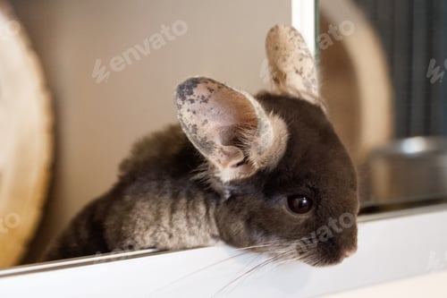 Preview: Cute chinchilla of brown velvet color is sitting in its house and looking down, side view.
