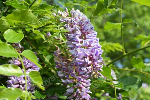 Preview: Purple clusters of flowers on wisteria tree blooming in the spring