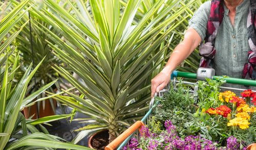 Preview: Mature woman pushing cart in the plant nursery selecting buying plants, flowers and herbs