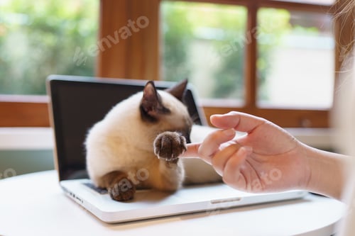 Preview: woman working from home with cat. cat asleep on the laptop keyboard. assistant cat working at Laptop