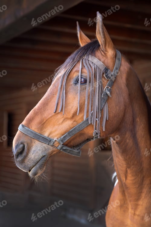 Preview: Portrait of a beautiful horse at the stable