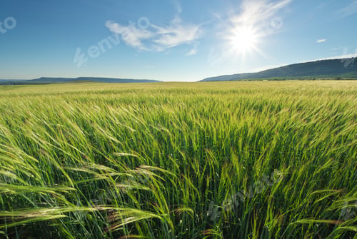 Preview: Meadow of green wheat in mountain.