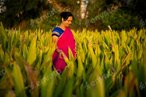 Preview: Woman observing in green turmeric agriculture field.