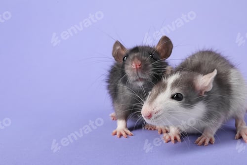 Preview: Cute rats on violet background, closeup. Space for text