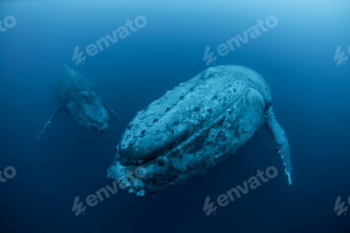 Preview: Underwater view of humpback whales, Revillagigedo Islands, Colima, Mexico