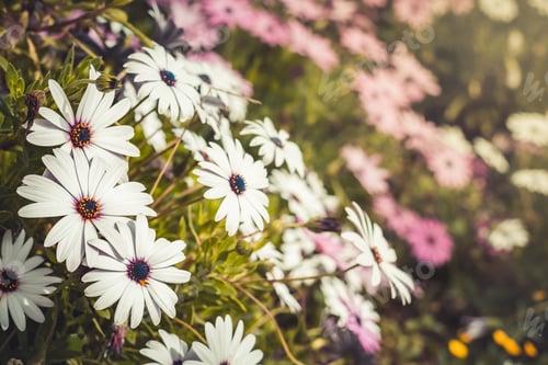 Preview: White flowers in spring