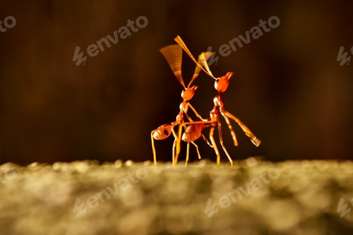 Preview: Dancing ants