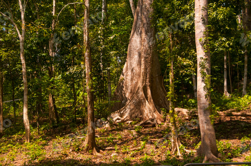 Preview: Natural background in the forest